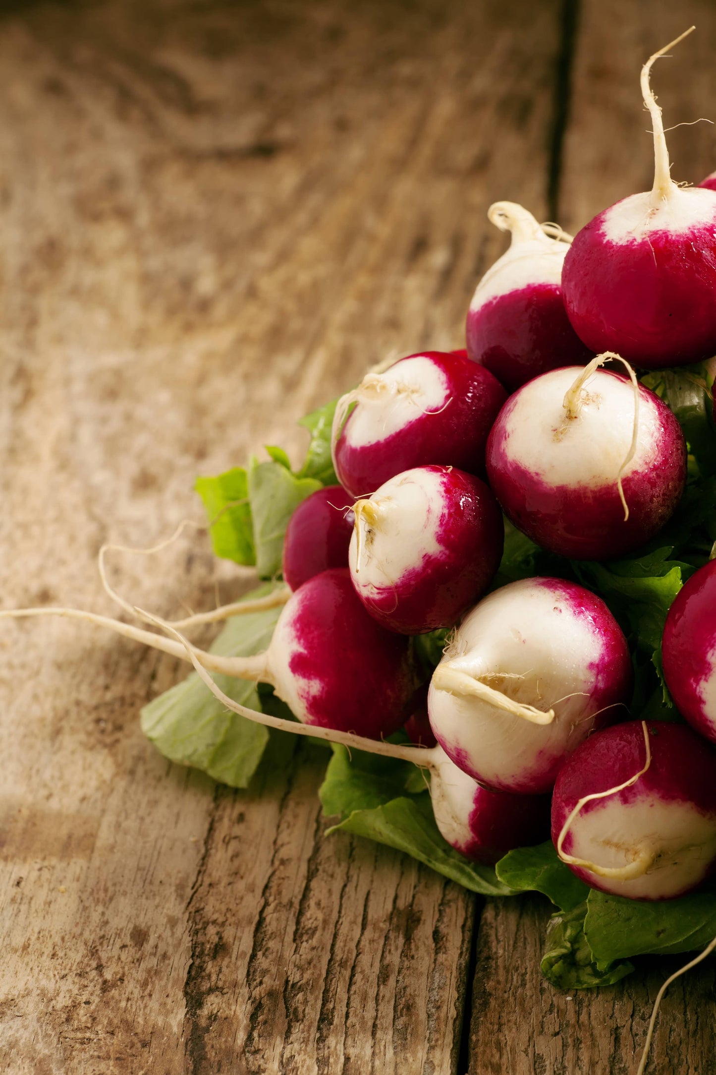 Radish-Sparkler 1880