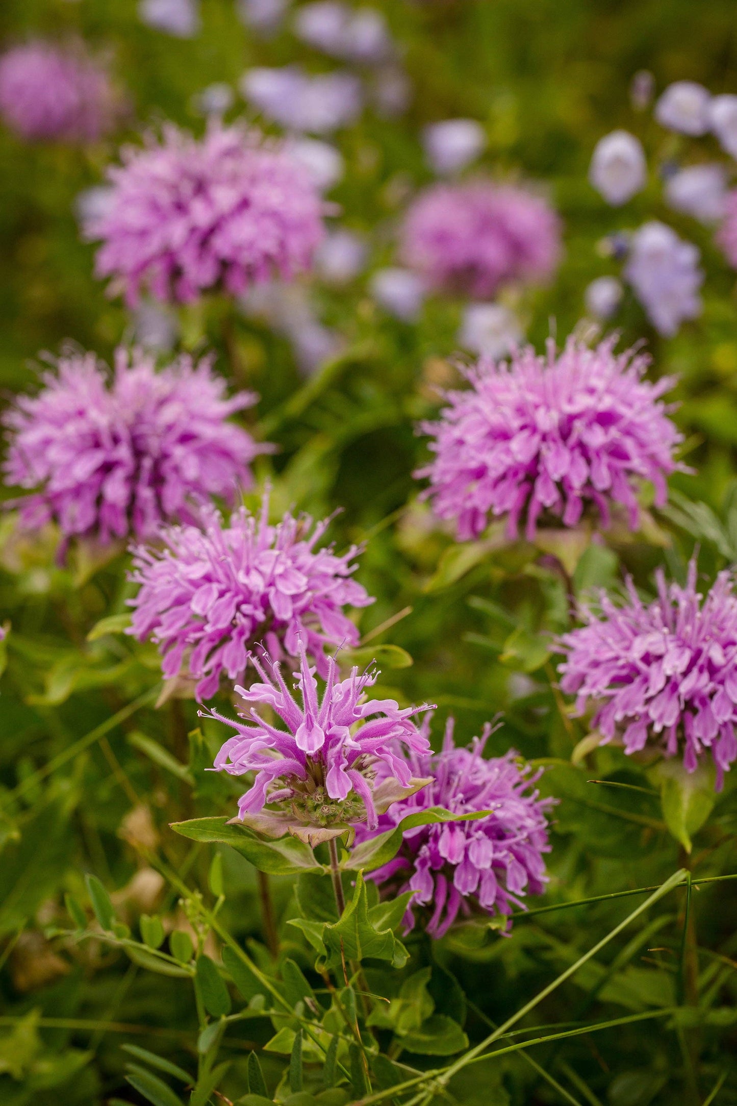 Bee Balm-Purple Bergamont 1493