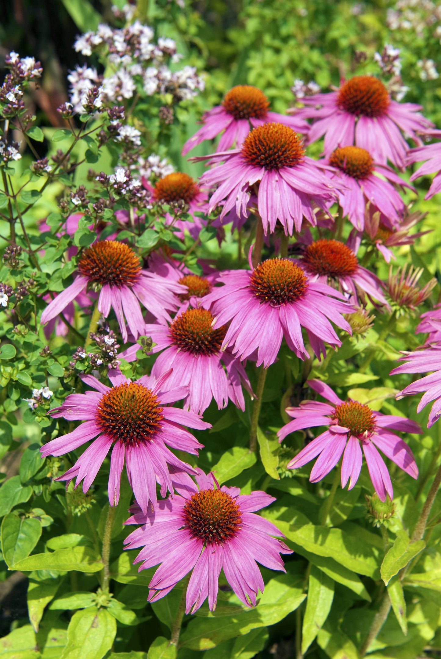 Bulk 250 Piece Eastern Region Flower Seed Packets