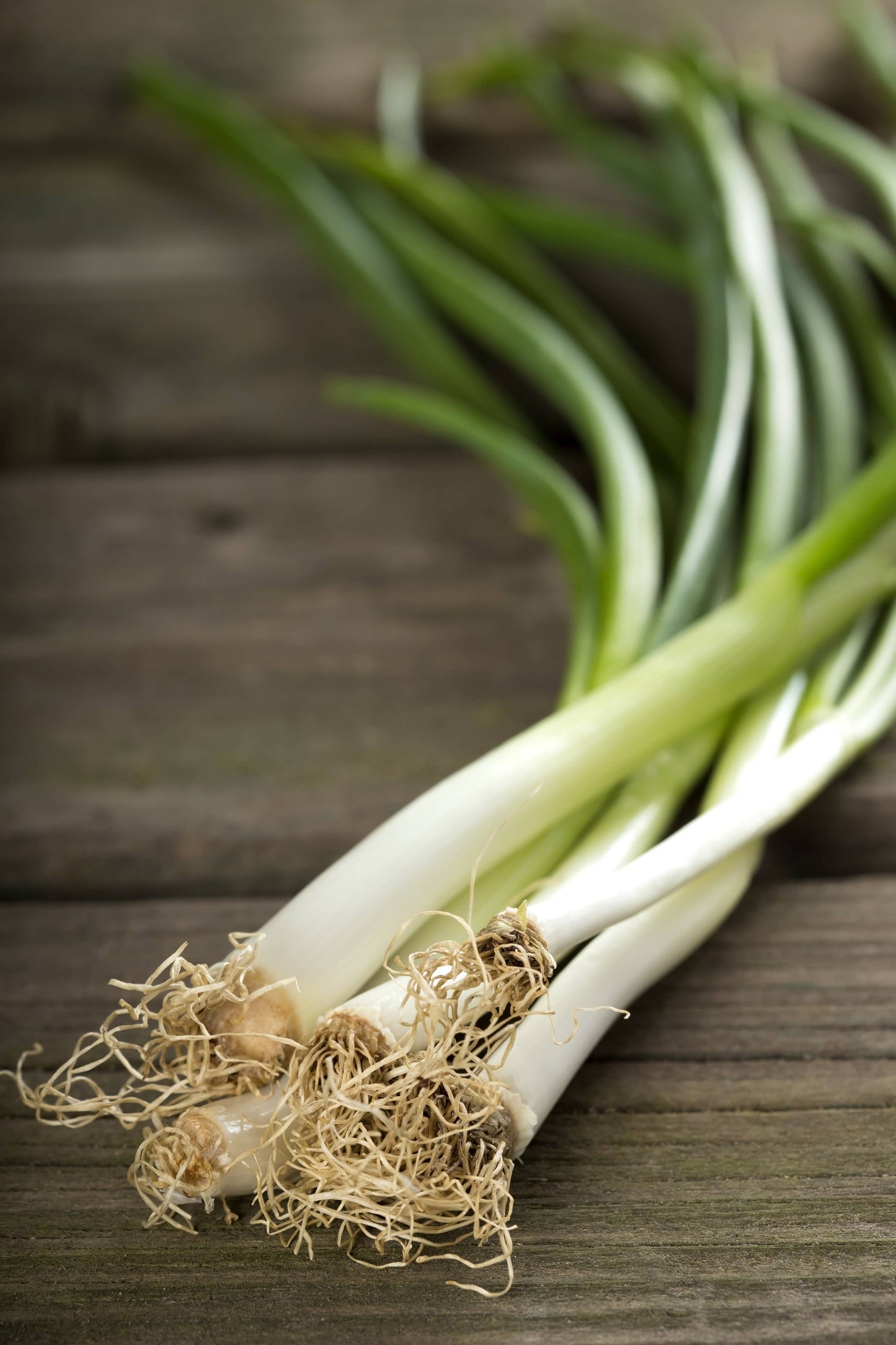 Onion, Evergreen Bunching Seed Packets