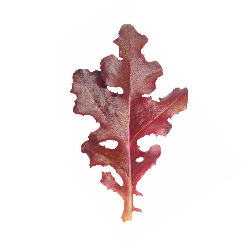 Lettuce-Red Salad Bowl 1951