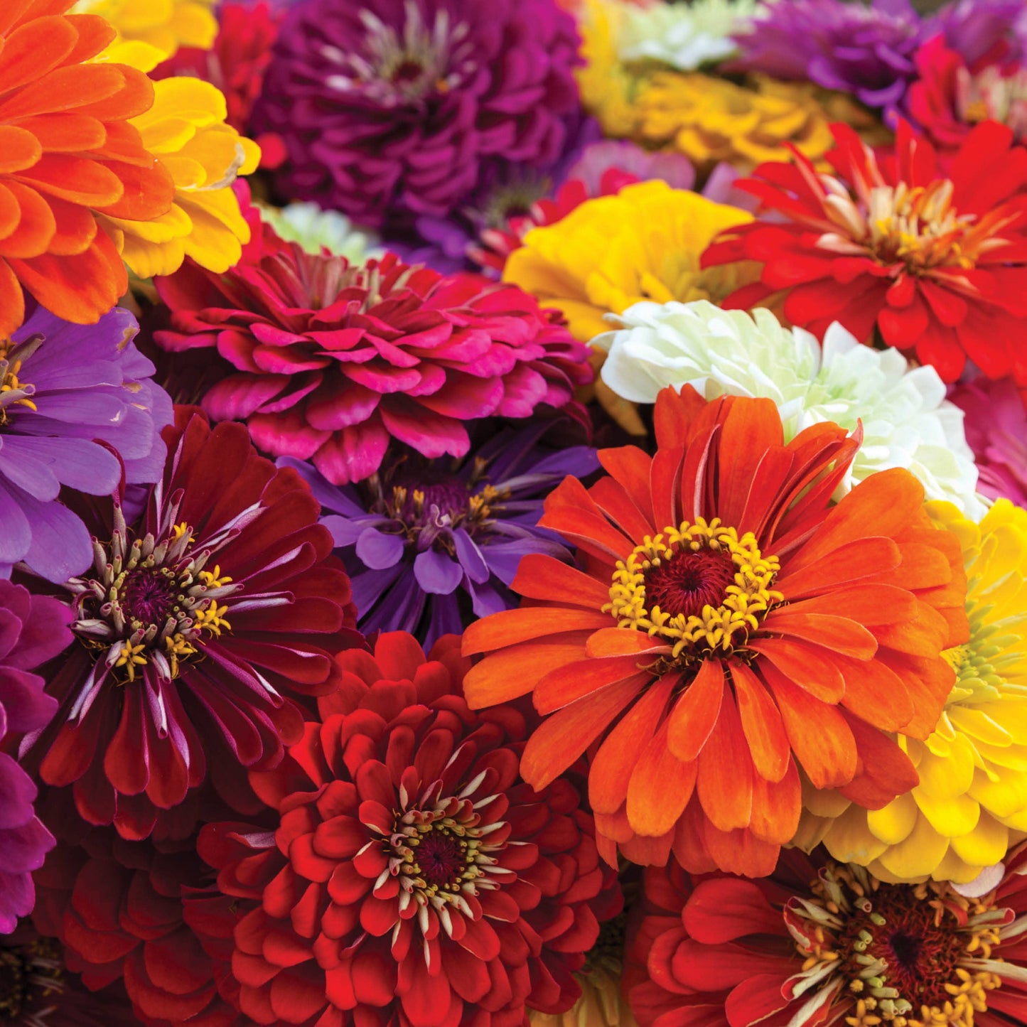 Bulk 250 Piece Eastern Region Flower Seed Packets