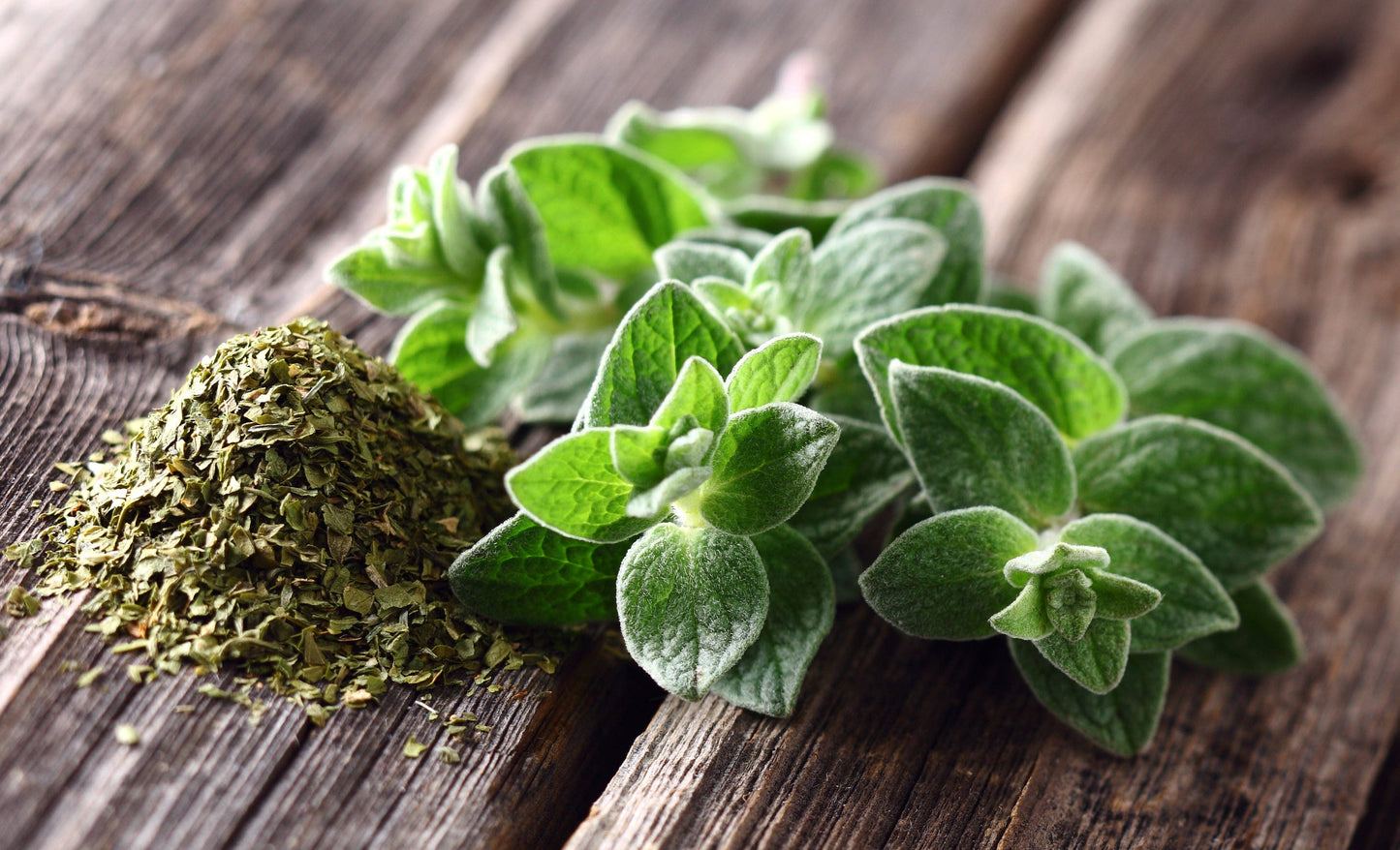 Oregano Seed Packets