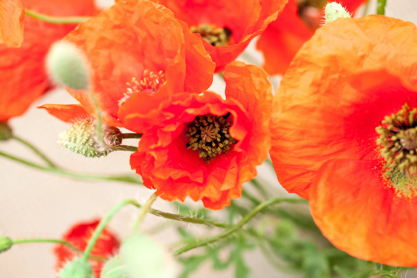 Memorial Cardinal - Flanders Poppy Seed Packets