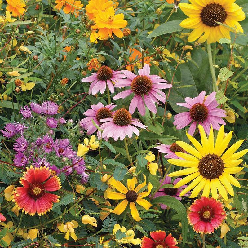 Thank You - Bird Butterfly Mix Seed Packets