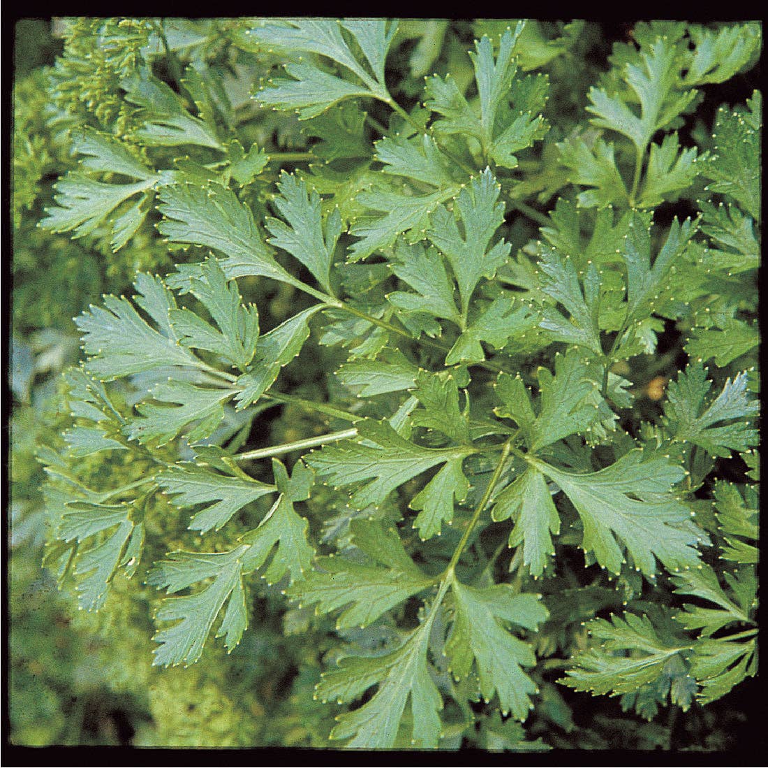 Parsley, Plain Italian Seed Packets