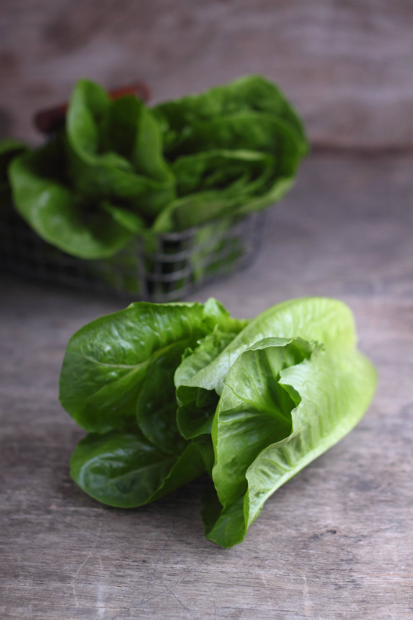 Lettuce-Parris Island Romaine 1949