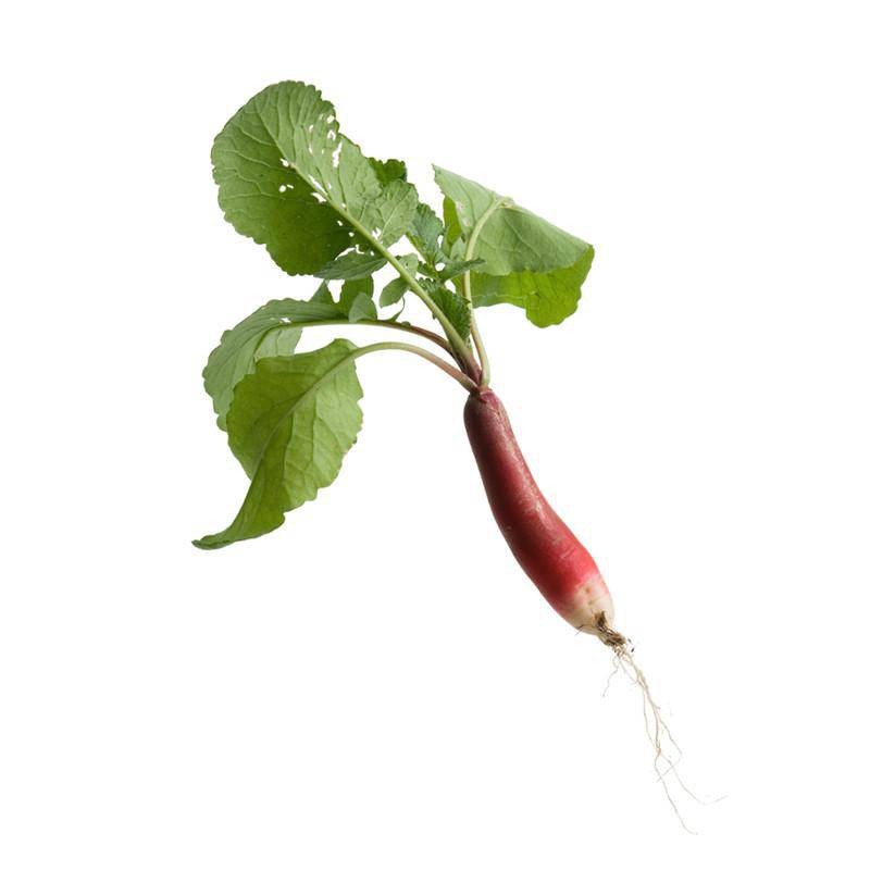 Radish-French Breakfast 1884