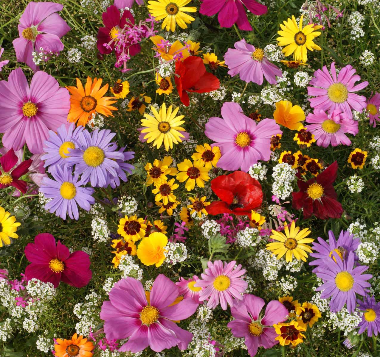 Bulk 250 Piece Eastern Region Flower Seed Packets