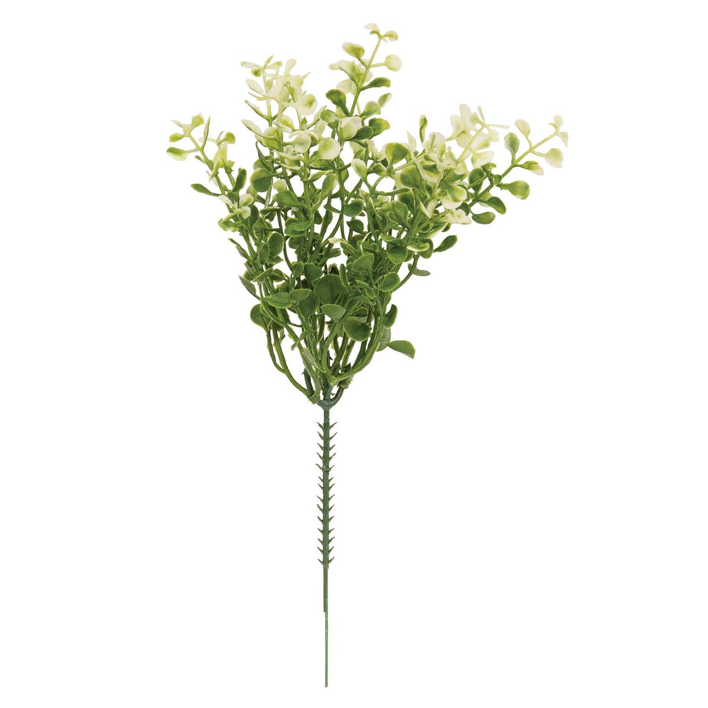 Cream Tipped Baby's Grass Pick - 9"