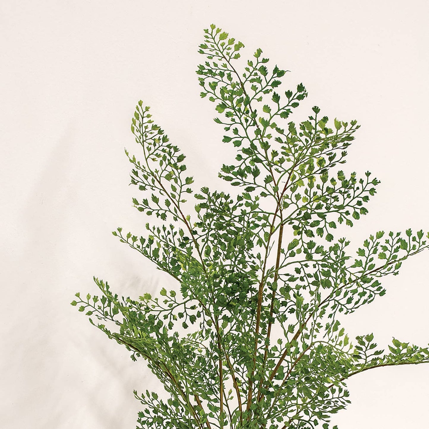 Maidenhair Fern Bush - 27"