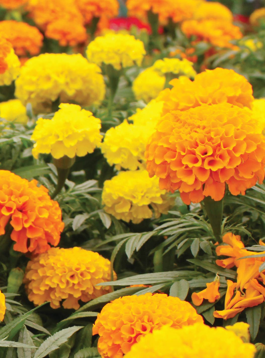 Bulk 250 Piece Eastern Region Flower Seed Packets