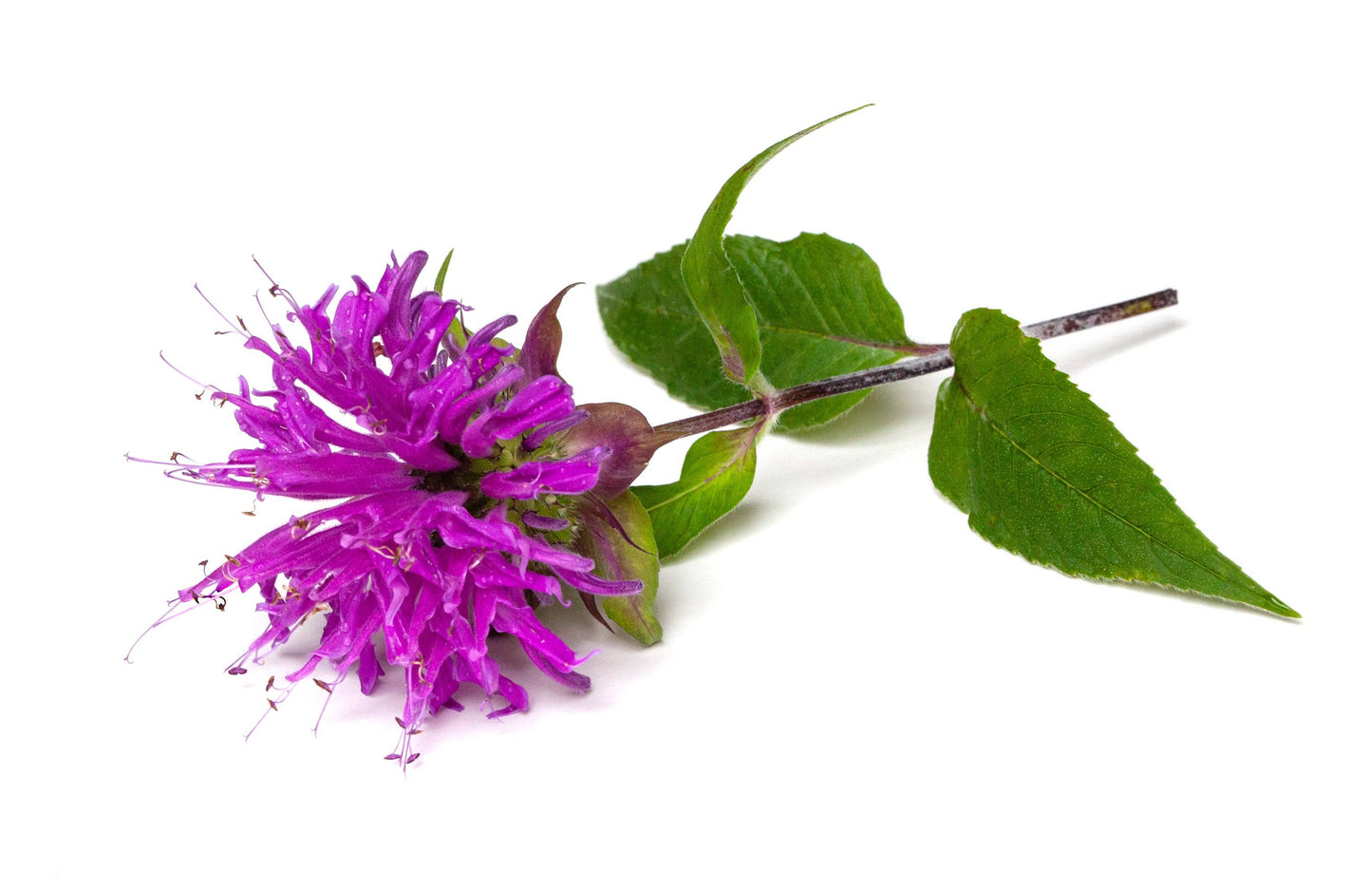 Bee Balm-Purple Bergamont 1493