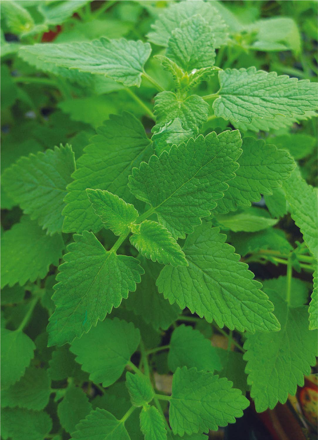 Lemon Balm Seed Packets