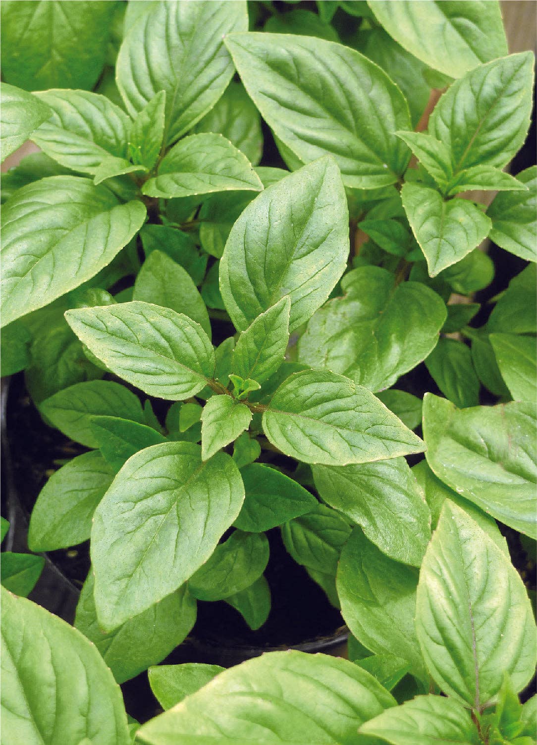Basil, Lemon Seed Packets