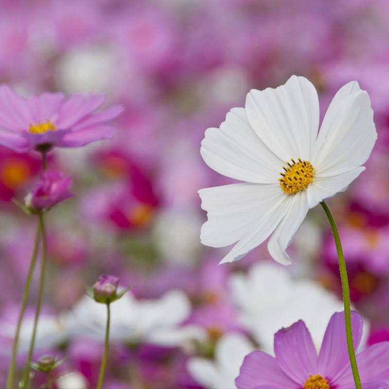 Cosmos, Sensation Seed Packets