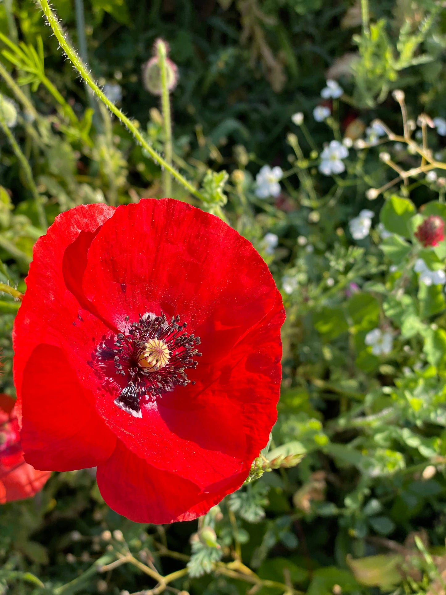 In Our Hearts Remembrance Memorial - Flanders Poppy