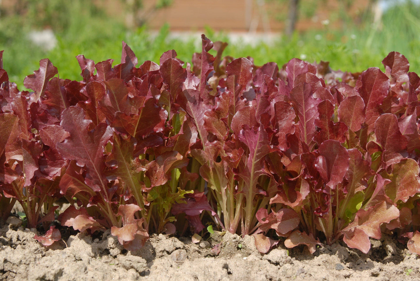 Lettuce-Red Salad Bowl 1951