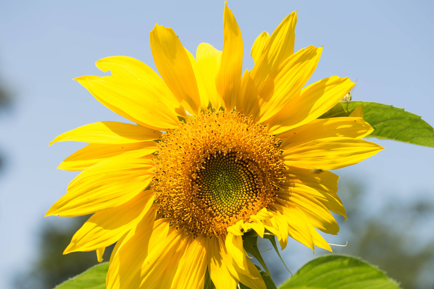 Thinking of You - Mammoth Sunflower Seed Packets