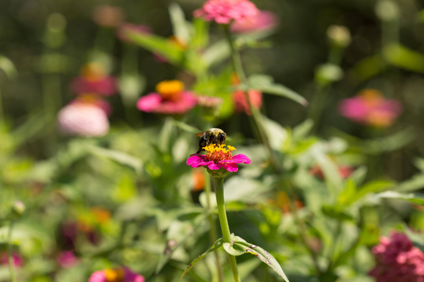 Zinnia, Lilliput Seed Packets