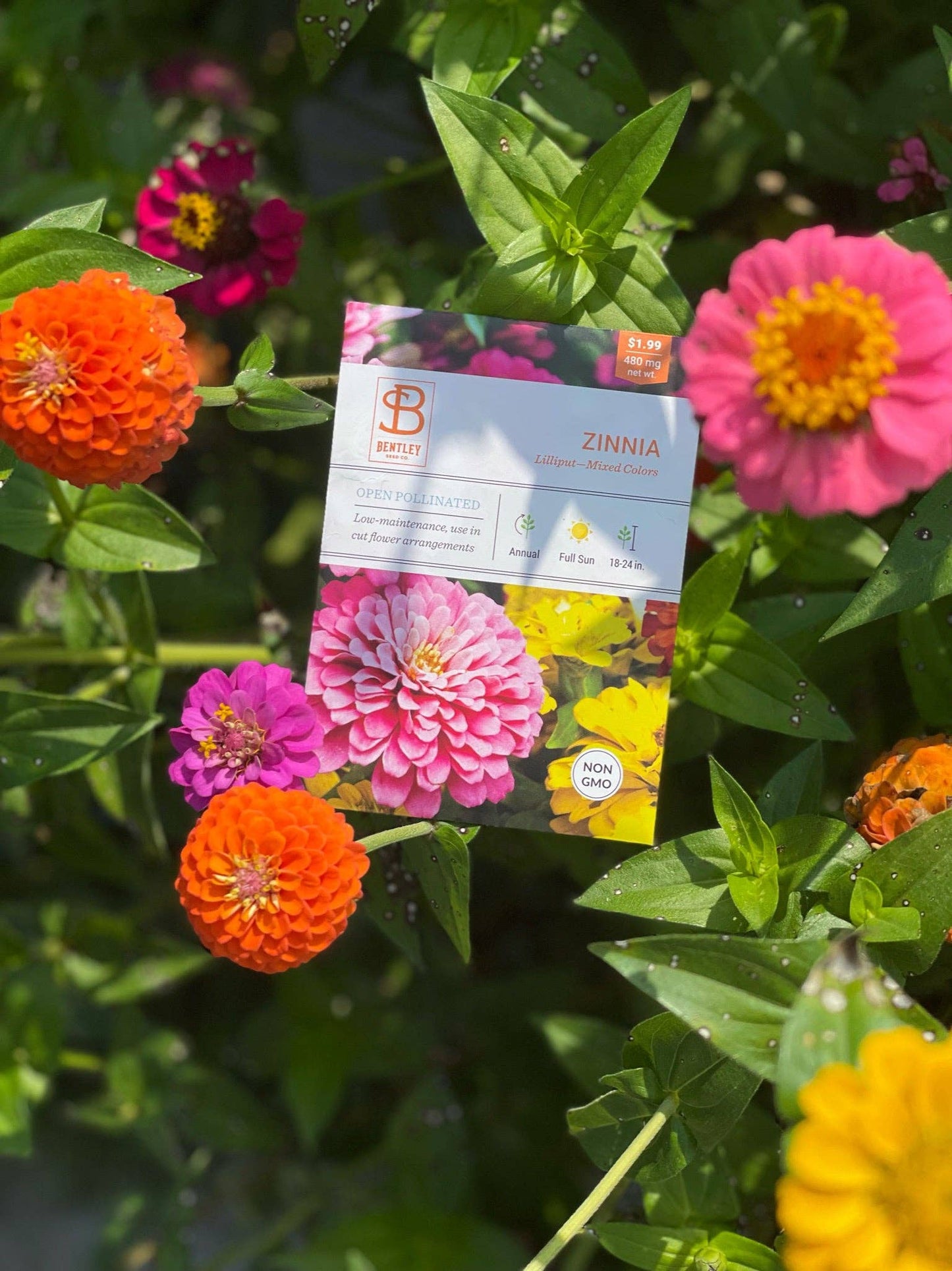 Zinnia, Lilliput Seed Packets