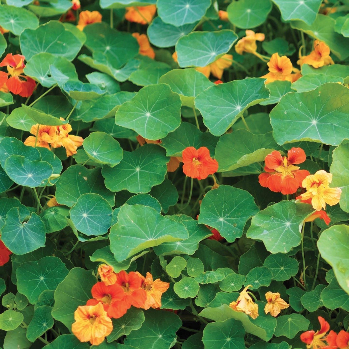 Bulk 250 Piece Eastern Region Flower Seed Packets