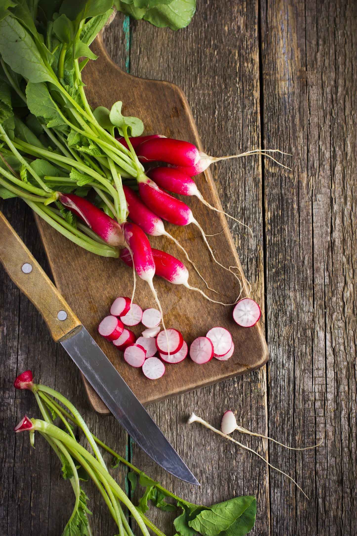 Radish-French Breakfast 1884