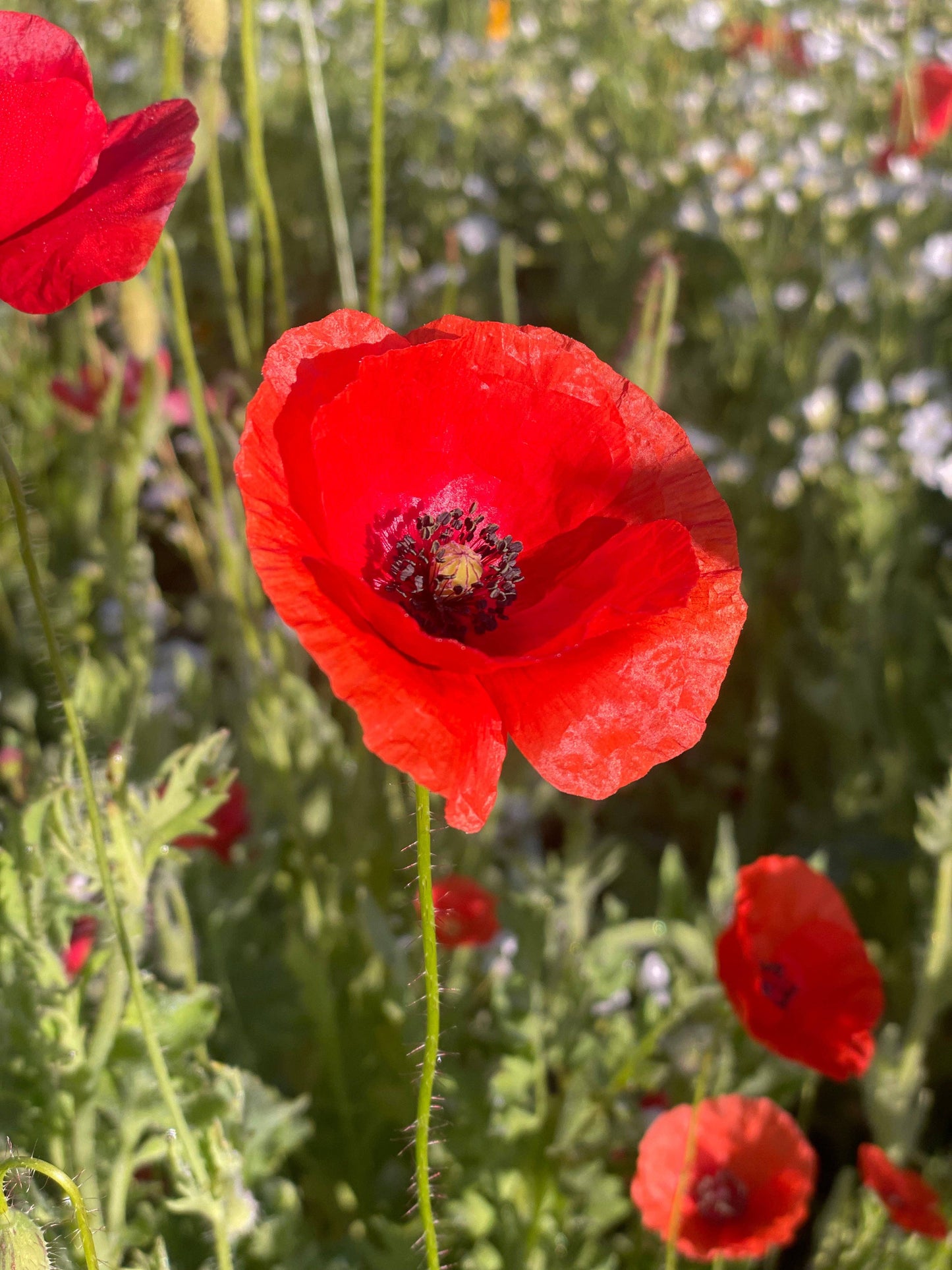 Memorial Cardinal - Flanders Poppy Seed Packets
