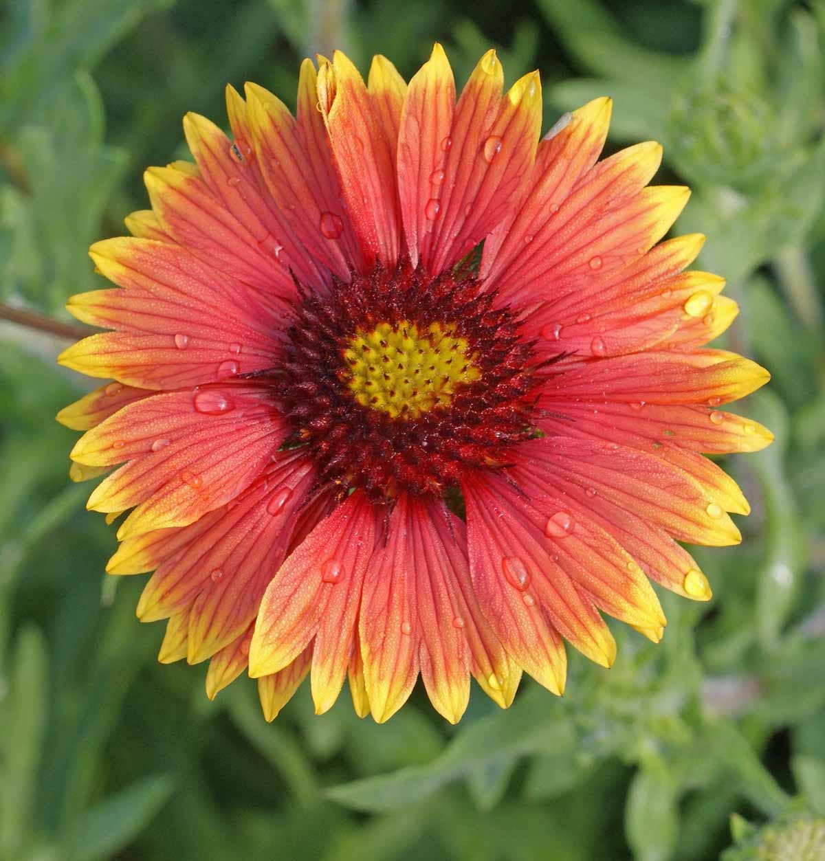 Bulk 250 Piece Eastern Region Flower Seed Packets