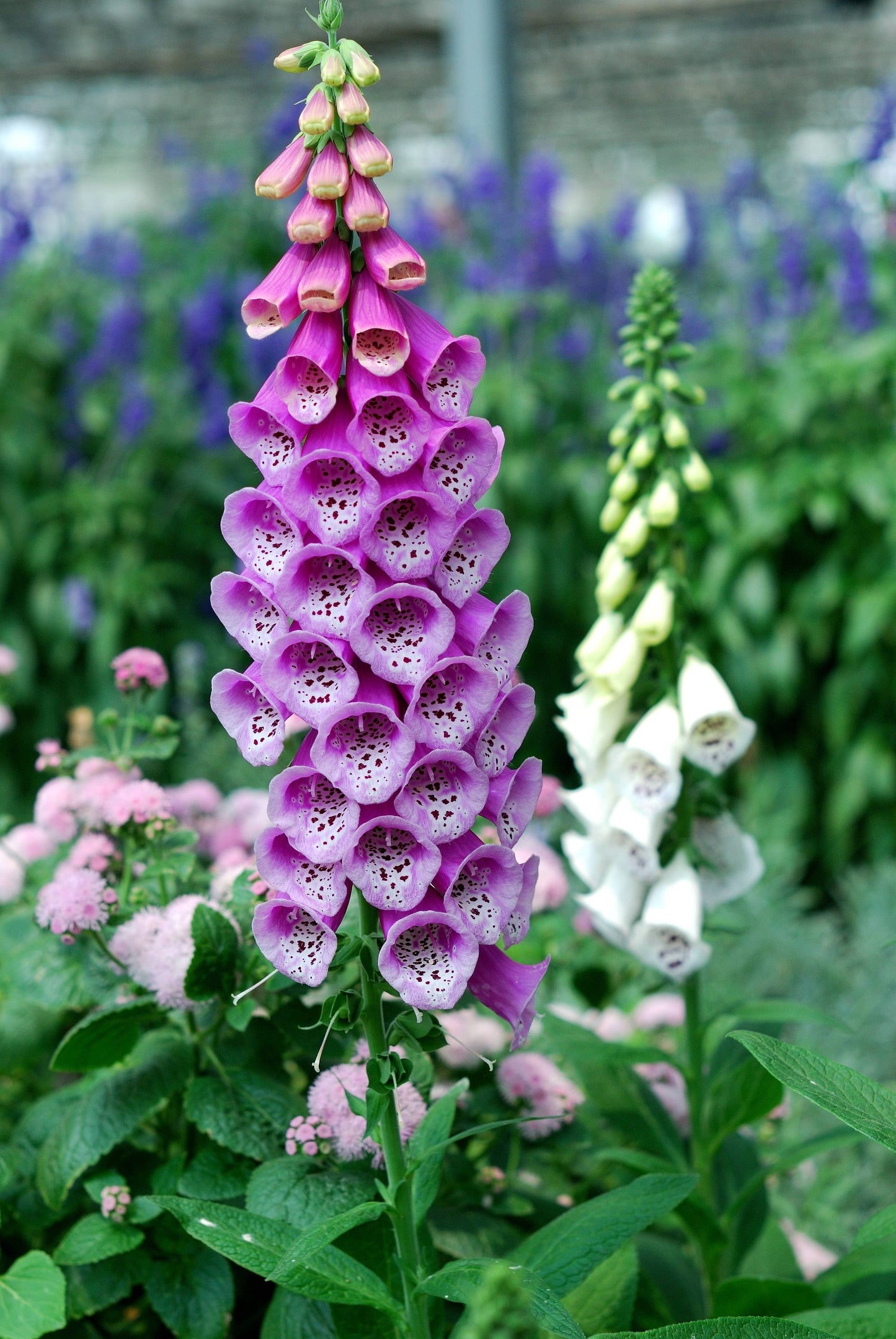 Bulk 250 Piece Eastern Region Flower Seed Packets