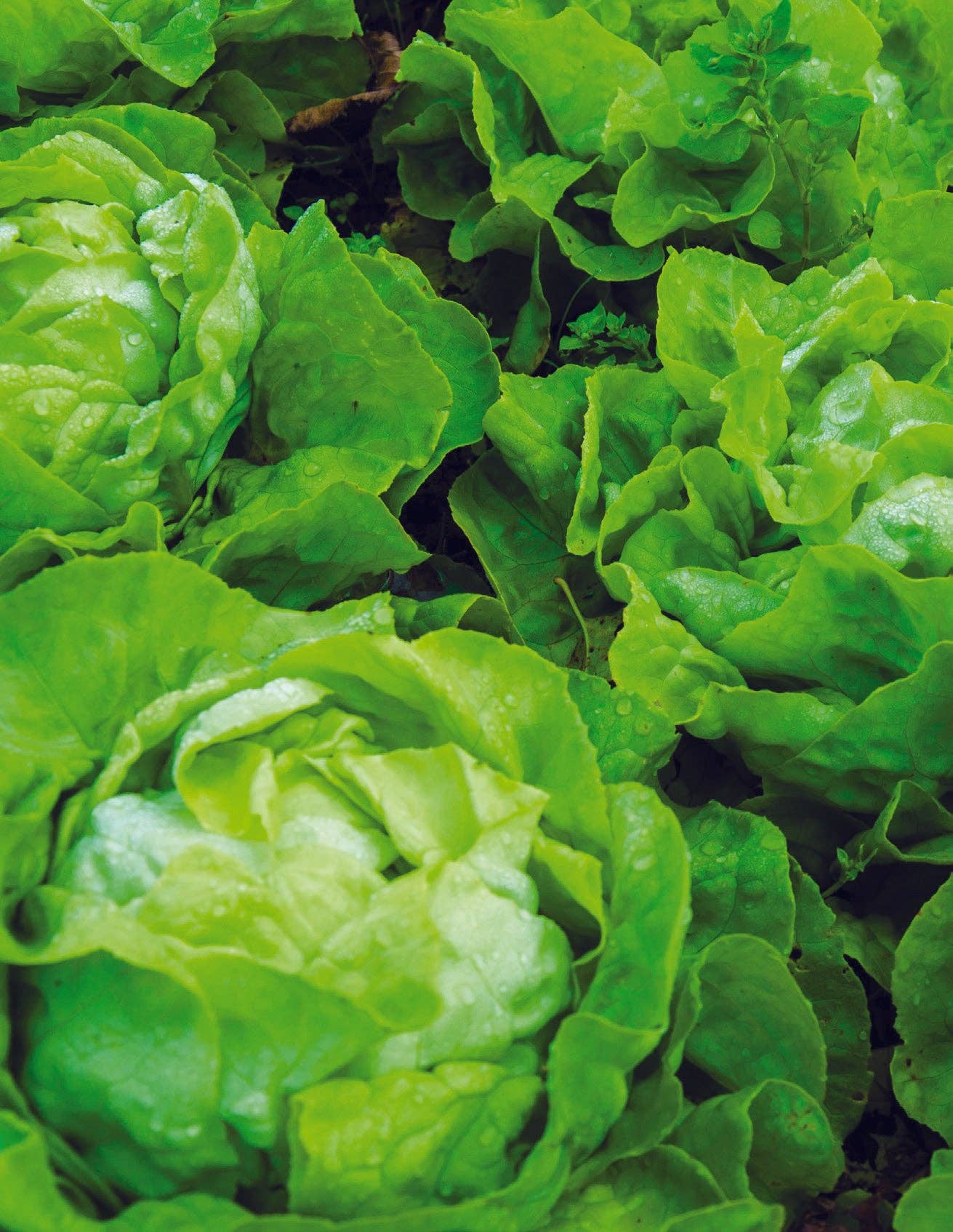 Lettuce-Buttercrunch Bib 1963