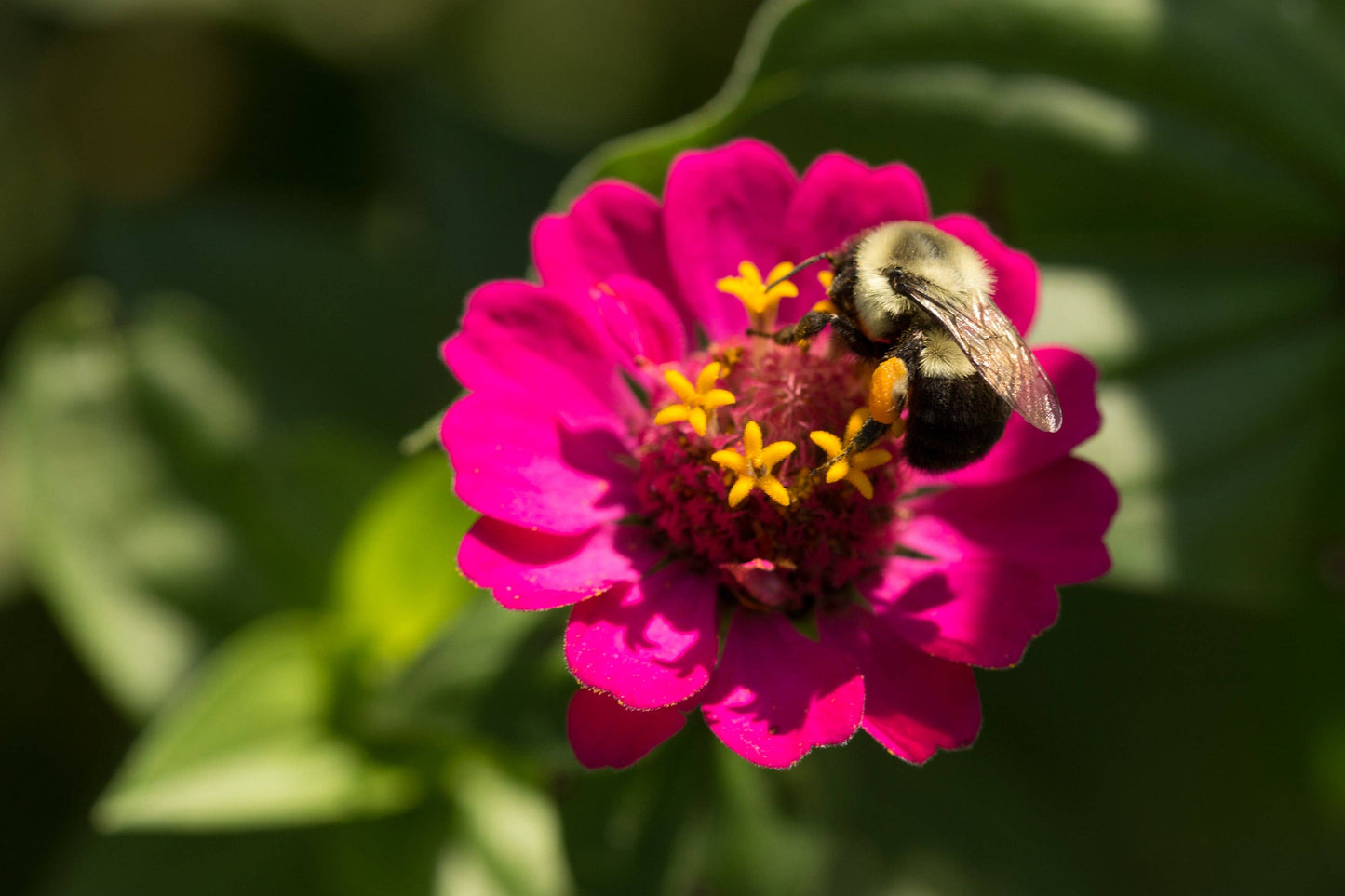 Zinnia, Lilliput Seed Packets