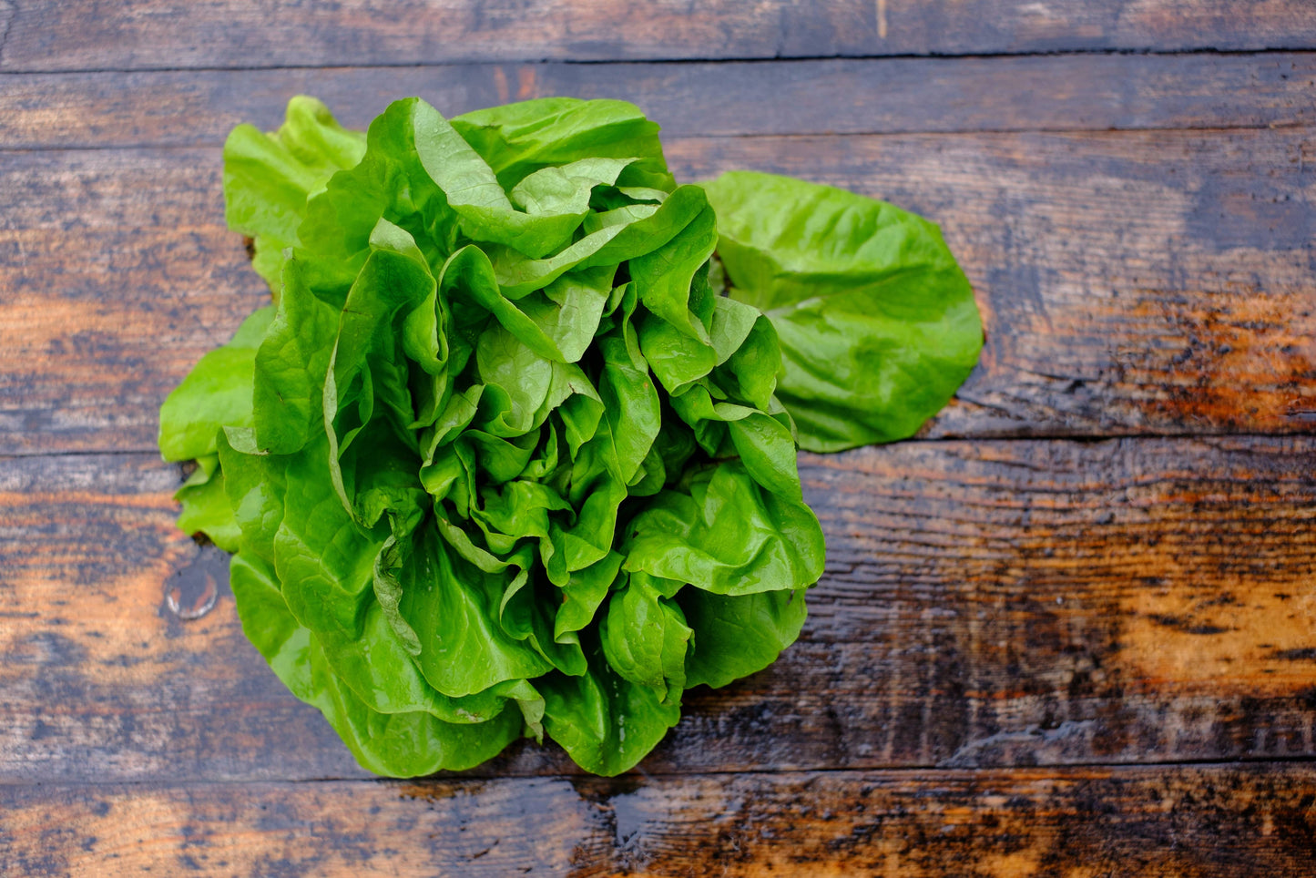 Lettuce, Buttercrunch Seed Packets