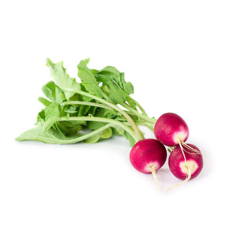 Radish-Sparkler 1880